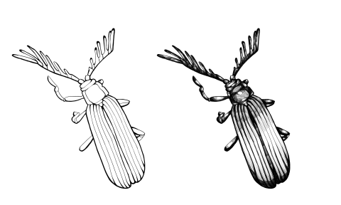 陳君媺 - 電繪螢火蟲黑白插圖