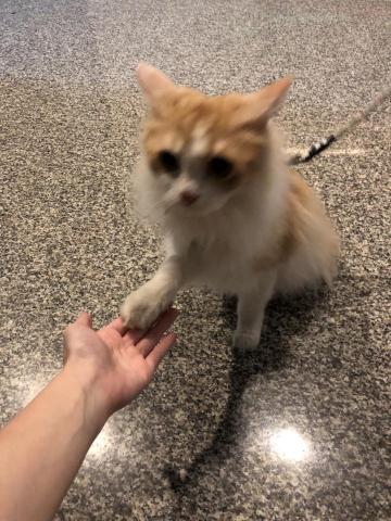 Nicole Chu/朱小姐 - 