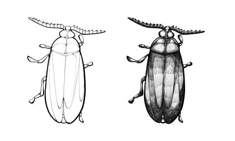 陳君媺 - 電繪螢火蟲黑白插圖