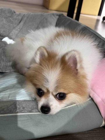 毛大叔狗私塾 - 粘人精寶劍 沒錯就是朴寶劍的寶劍
#狗學生 毛大叔狗私塾 - 粘人精寶劍 沒錯就是朴寶劍的寶劍
#狗學生