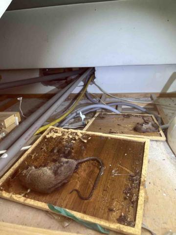 傑出專業除蟲工作室-專業除白蟻服務 - 老鼠災害嚴重可能導致家中電線咬斷，食物遭受污染，最可怕是會感染病毒細菌風險，最常發生的是漢他病毒。