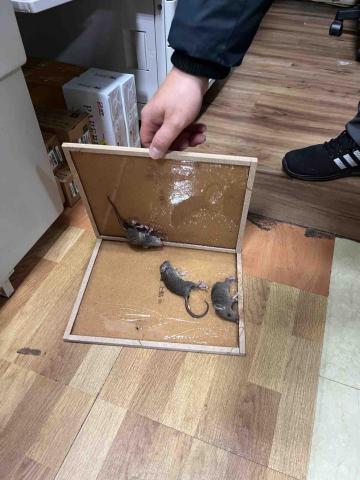 傑出專業除蟲工作室-專業除白蟻服務 - 針對鼠跡擺放陷阱，才能事半功倍。