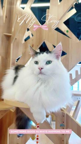 綺琪 - 可愛的貓咪