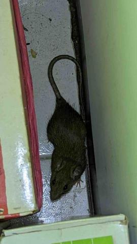 傑出專業除蟲工作室-專業除白蟻服務 - 米奇妙妙屋