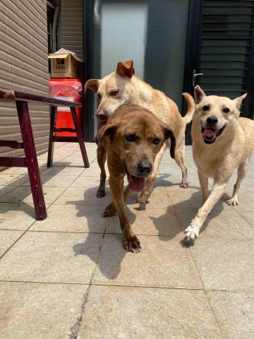 小彤 - 狗狗庭院散步