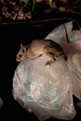 傑出專業除蟲工作室-專業除白蟻服務 - 業主家中剛好廚房關了一隻老鼠，到達現場一番纏鬥後，直接徒手奪鼠鼠。