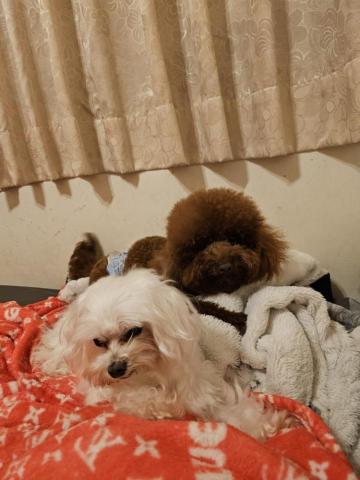 藝奇寵物住宿/安親 - 