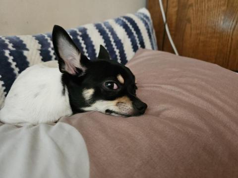 藝奇寵物住宿/安親 - 