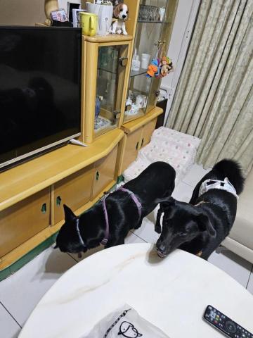 藝奇寵物住宿/安親 - 