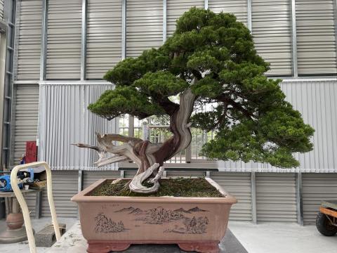 Chuck - 真柏盆景，絲雕、塑形