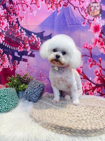 雙B國際寵物美容師 - 新同學