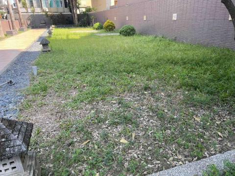 匠人樹木工作室 - 修剪前