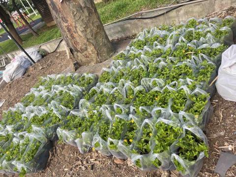 黃禹霖 - 停車場地被植物