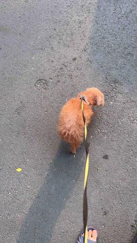 提供遛狗绳服務的專家張育嘉