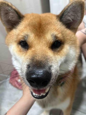 提供客服服務的專家小樂寵物代客服務