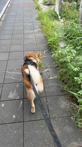 小樂寵物代客服務 - 