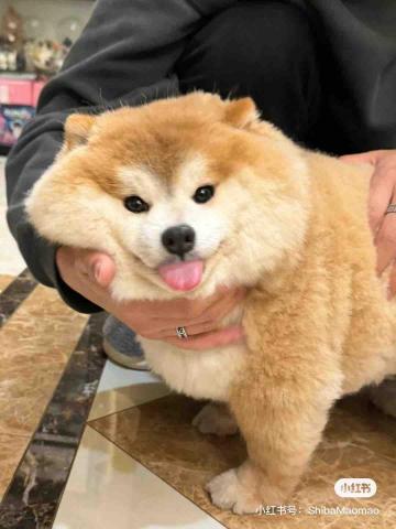 提供寫文服務的專家nova