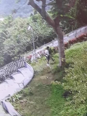 亞瑟園藝 - 樹太大壓到住家，處理個案