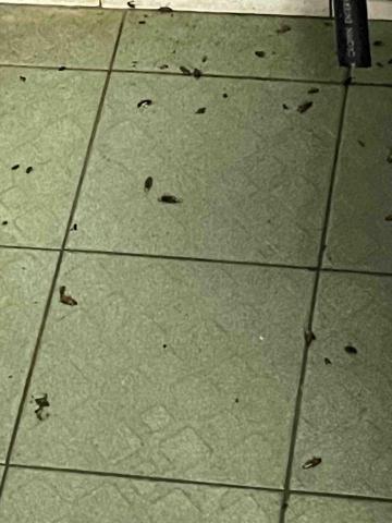 力衍病媒防治有限公司 - 餐廳蟑螂防治