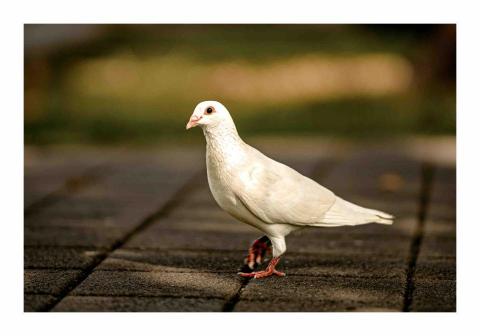 廖嘉鴻 - 室外靜物拍攝