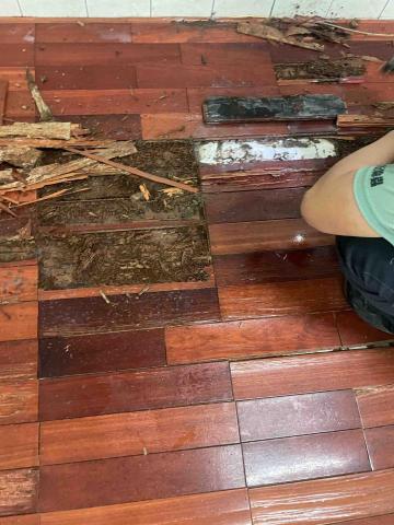 力衍病媒防治有限公司 - 住家木地板白蟻防治