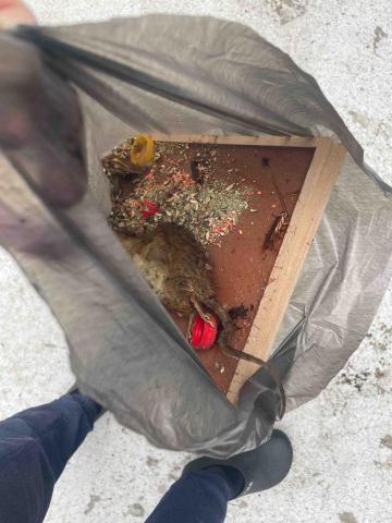 力衍病媒防治有限公司 - 餐廳老鼠防治