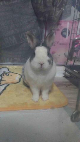 提供保母服務的專家伊俐