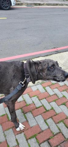 魏志安 - 散步-灰寶