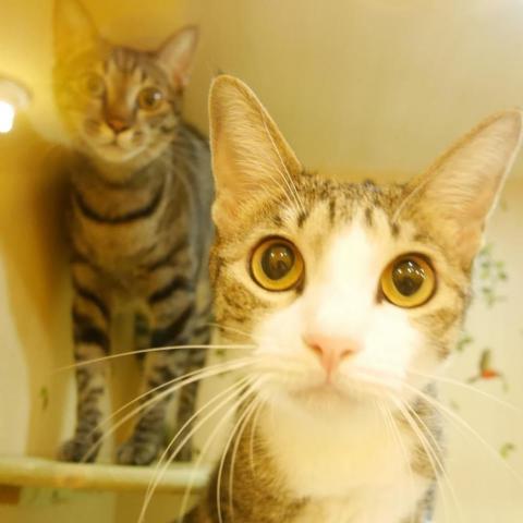 提供保姆服務的專家李