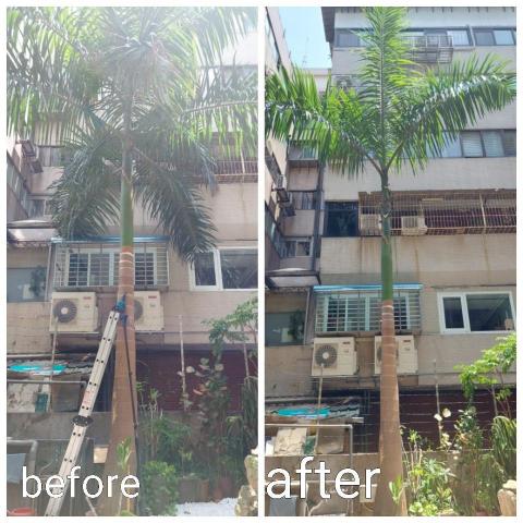 黃先生 - 椰子樹葉清理