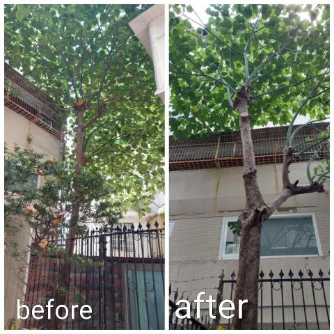 黃先生 - 中庭樹木修剪