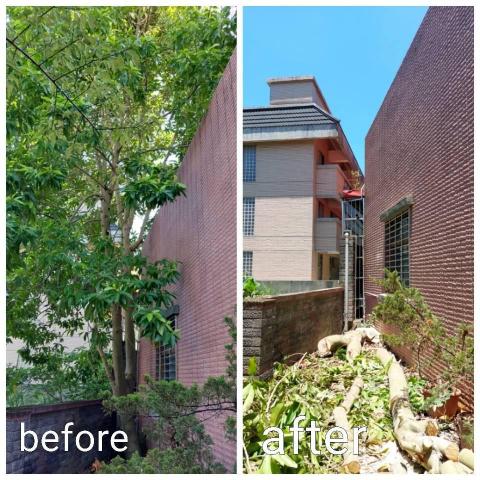 黃先生 - 樹木移除