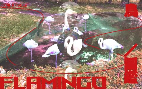 黃庭 - 個人海報設計練習