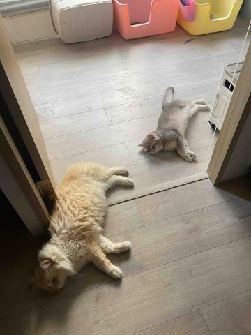 Lulu寵物到府照顧 寄養 - 