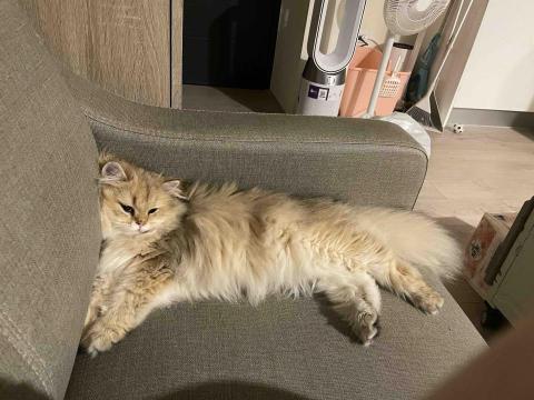 Lulu寵物到府照顧 寄養 - 妹妹