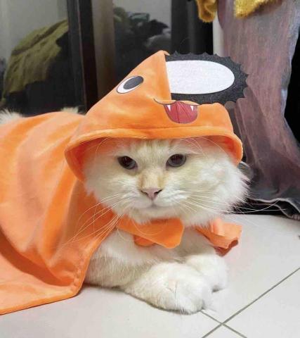 Lulu寵物到府照顧 寄養 - 我的貓咪 露露