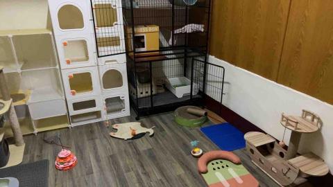 毛小窩寵物旅館-免費專車接送-合法經營（寵字營登皆有） - 