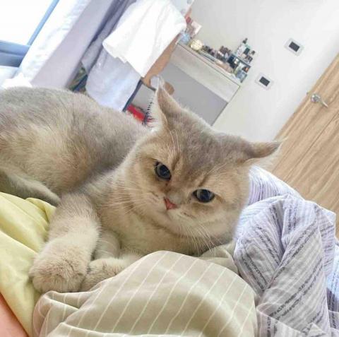 Lulu寵物到府照顧 寄養 - 娜娜