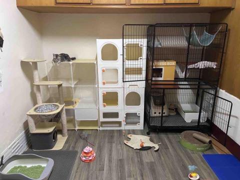 毛小窩寵物旅館-免費專車接送-合法經營（寵字營登皆有） - 