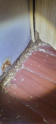 安能除蟲 - 居家白蟻，發現蟻道蟻窩