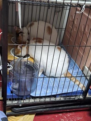 衫衫看護中心 - 愛喵星人的看護可到府協助餵養毛孩