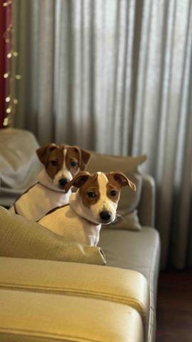 漚泫有限公司 - 俱樂部店犬吉祥物