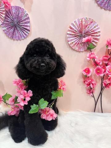 寵物美容師小柔 - 