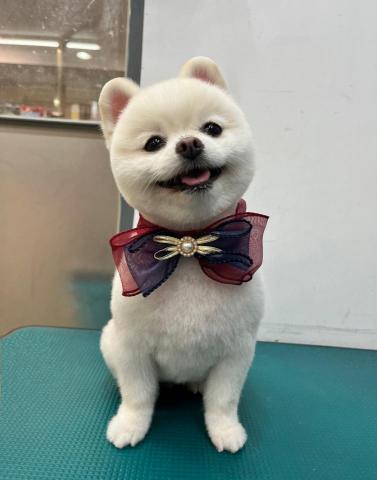 寵物美容師小柔 - 
