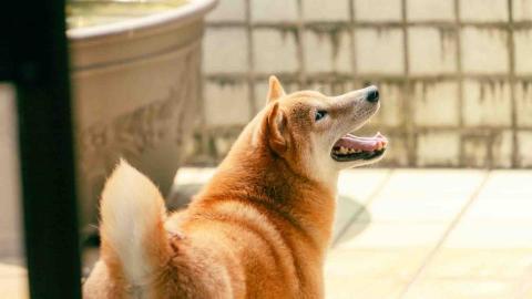 只有小狗工作室 - 