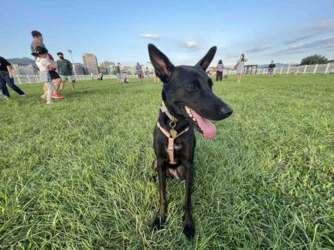 只有小狗工作室 - 