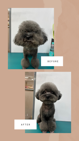 寵物美容師小柔 - 