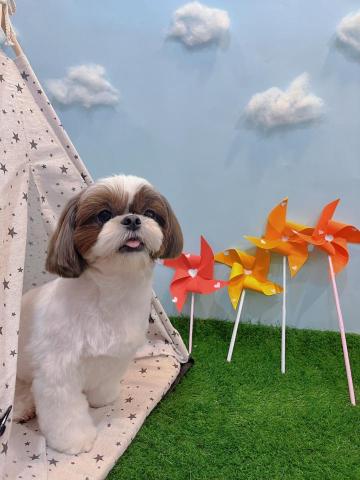 寵物美容師小柔 - 