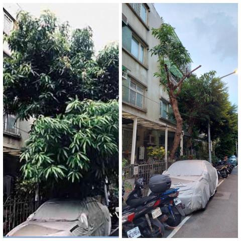 黃先生 - 芒果樹修剪