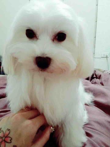 嚴 - 第二隻領養的瑪爾濟斯-米粒